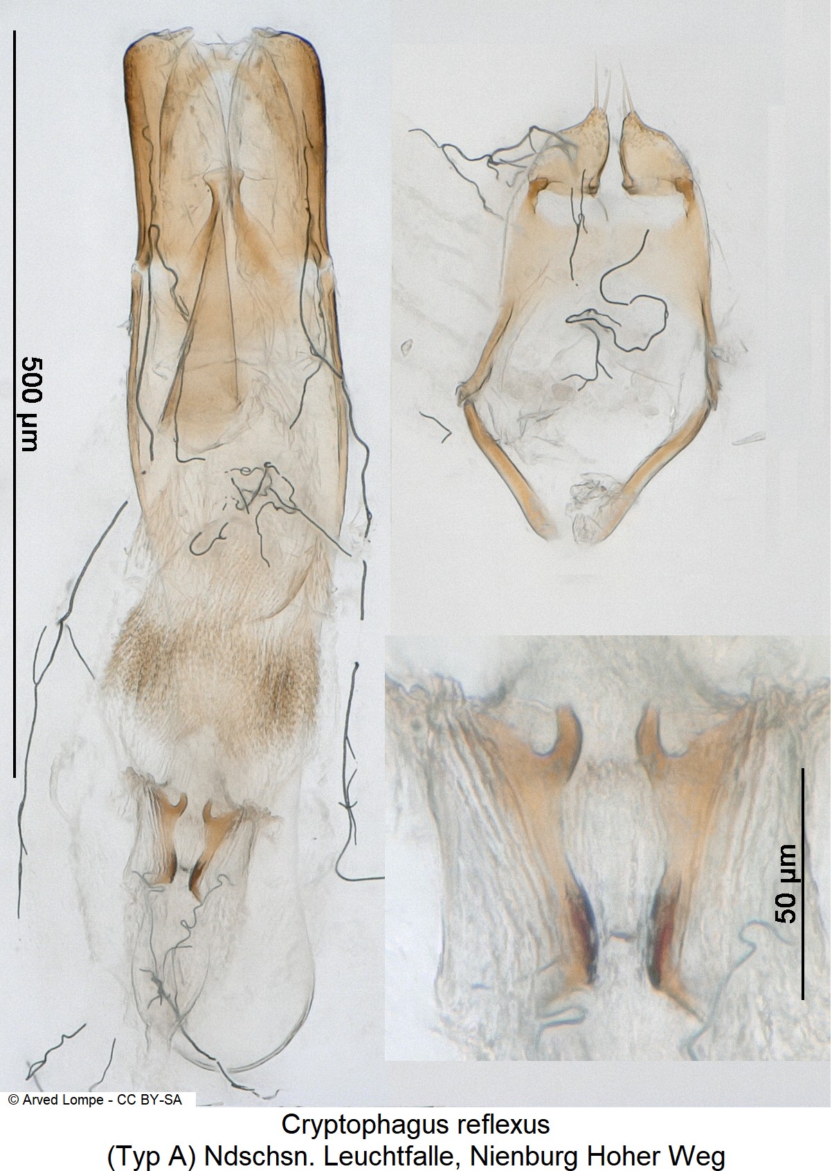 cryptophagus_reflexus_ck28820141.jpg