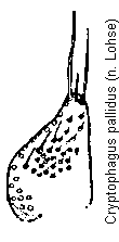 cryptophagus_reflexus_pm.gif