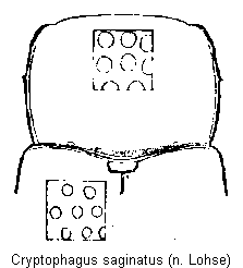 cryptophagus_saginatus_vk.gif