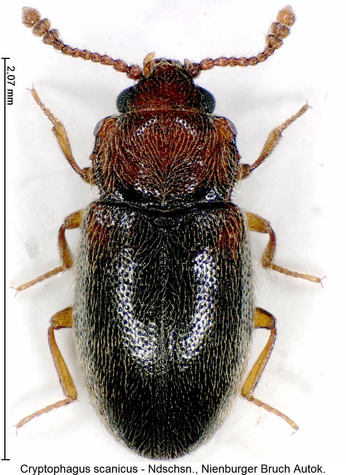 cryptophagus_scanicus_hab1.jpg