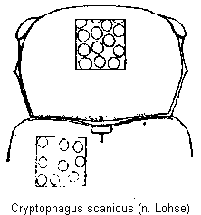 cryptophagus_scanicus_vk.gif