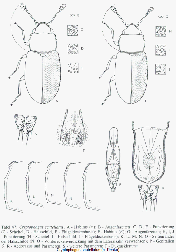 cryptophagus_scutellatus_hab.gif