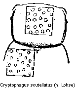cryptophagus_scutellatus_vk.gif