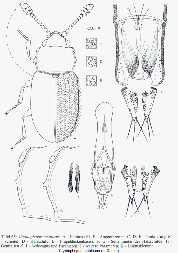 cryptophagus_setulosus_hab.gif