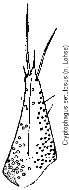 cryptophagus_setulosus_pm.gif