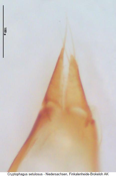 cryptophagus_setulosus_pm.jpg