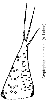cryptophagus_simplex_pm.gif