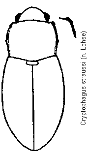 cryptophagus_straussi_hab.gif