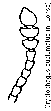 cryptophagus_subfumatus_f.gif