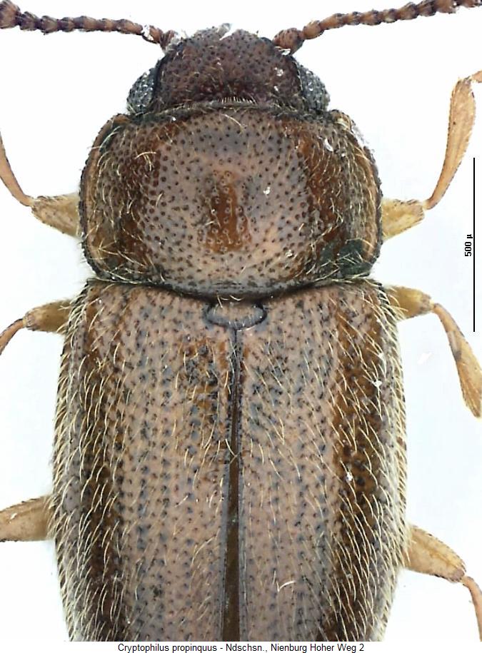 cryptophilus_propinquus_vk.jpg