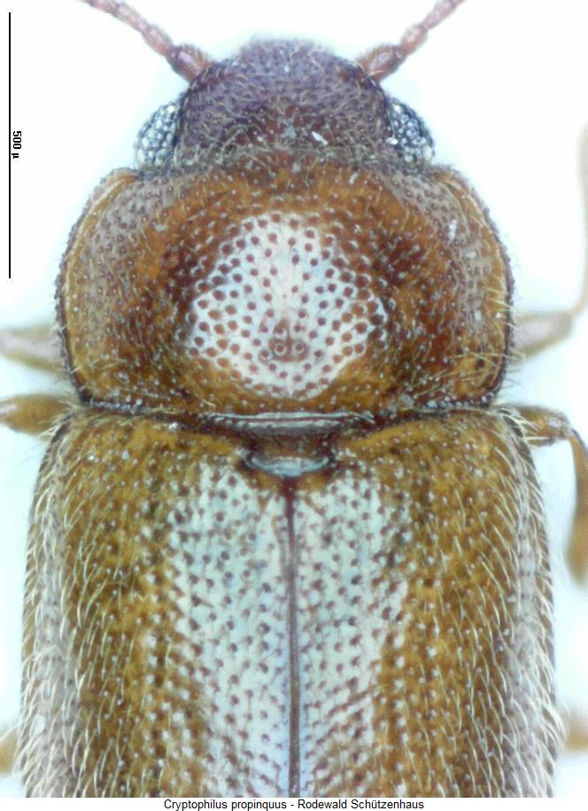 cryptophilus_propinquus_vk2.jpg