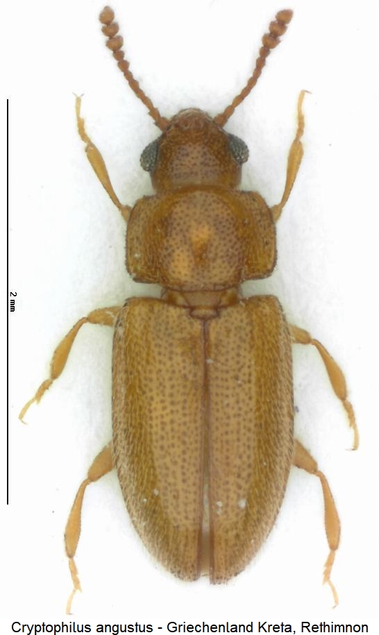 cryptophilus_simplex_hab.jpg