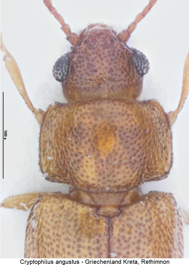 cryptophilus_simplex_vk.jpg