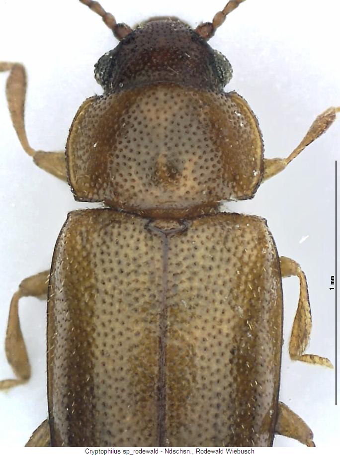cryptophilus_sp_rodewald_vk.jpg