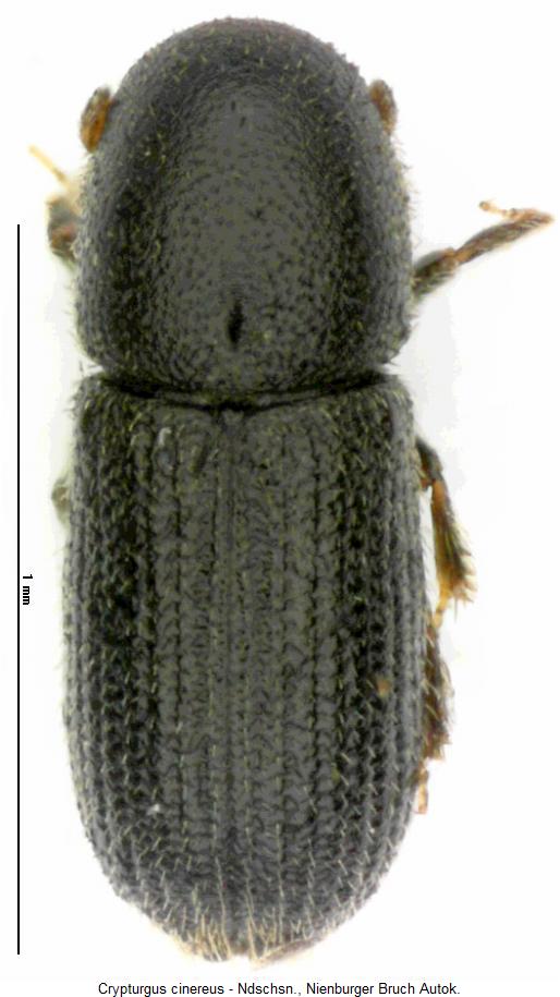 crypturgus_cinereus_hab3.jpg
