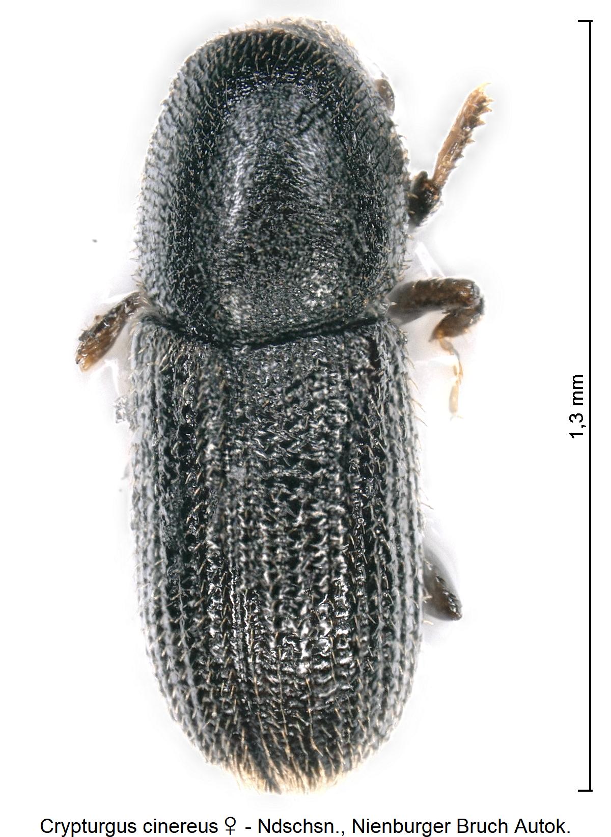 crypturgus_cinereus_w_hab.jpg