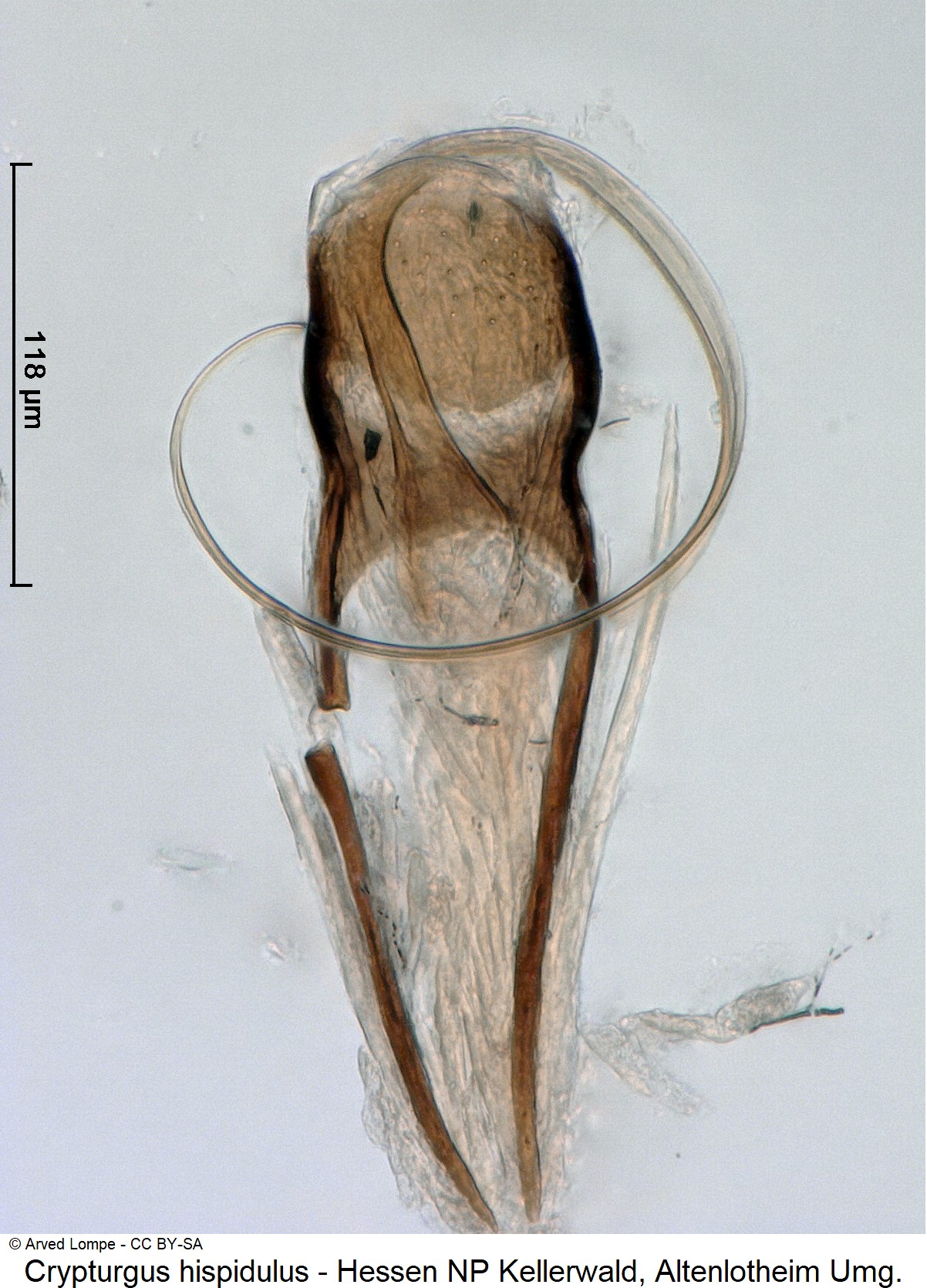 crypturgus_hispidulus_ck34336590.jpg
