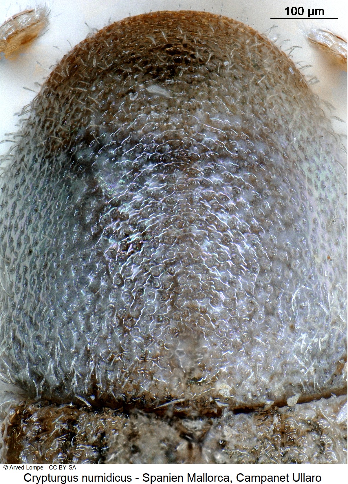 crypturgus_numidicus_ck22635_hsch.jpg