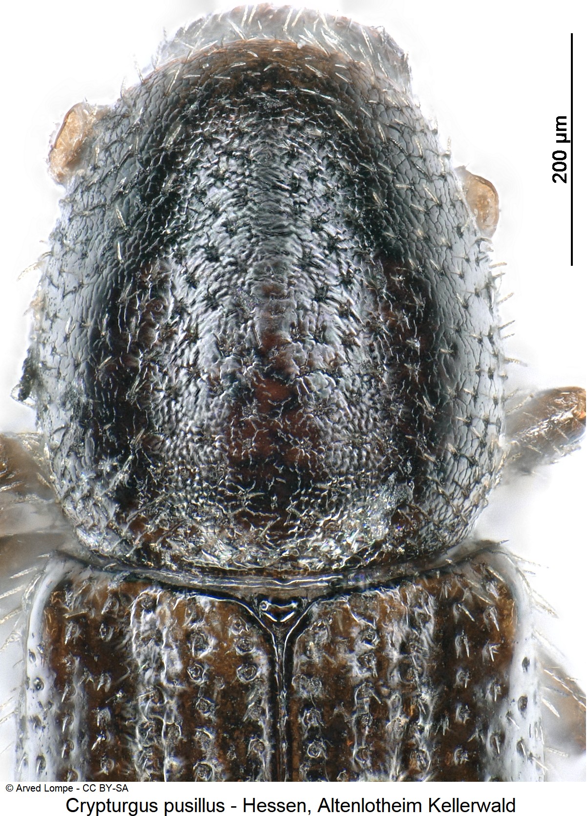 crypturgus_pusillus_ck34307034_hsch.jpg