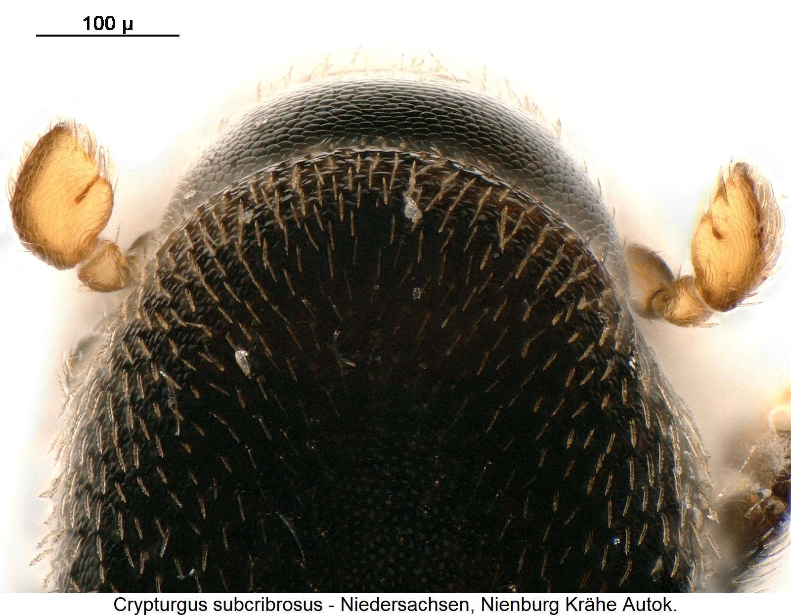 crypturgus_subcribrosus_f.jpg