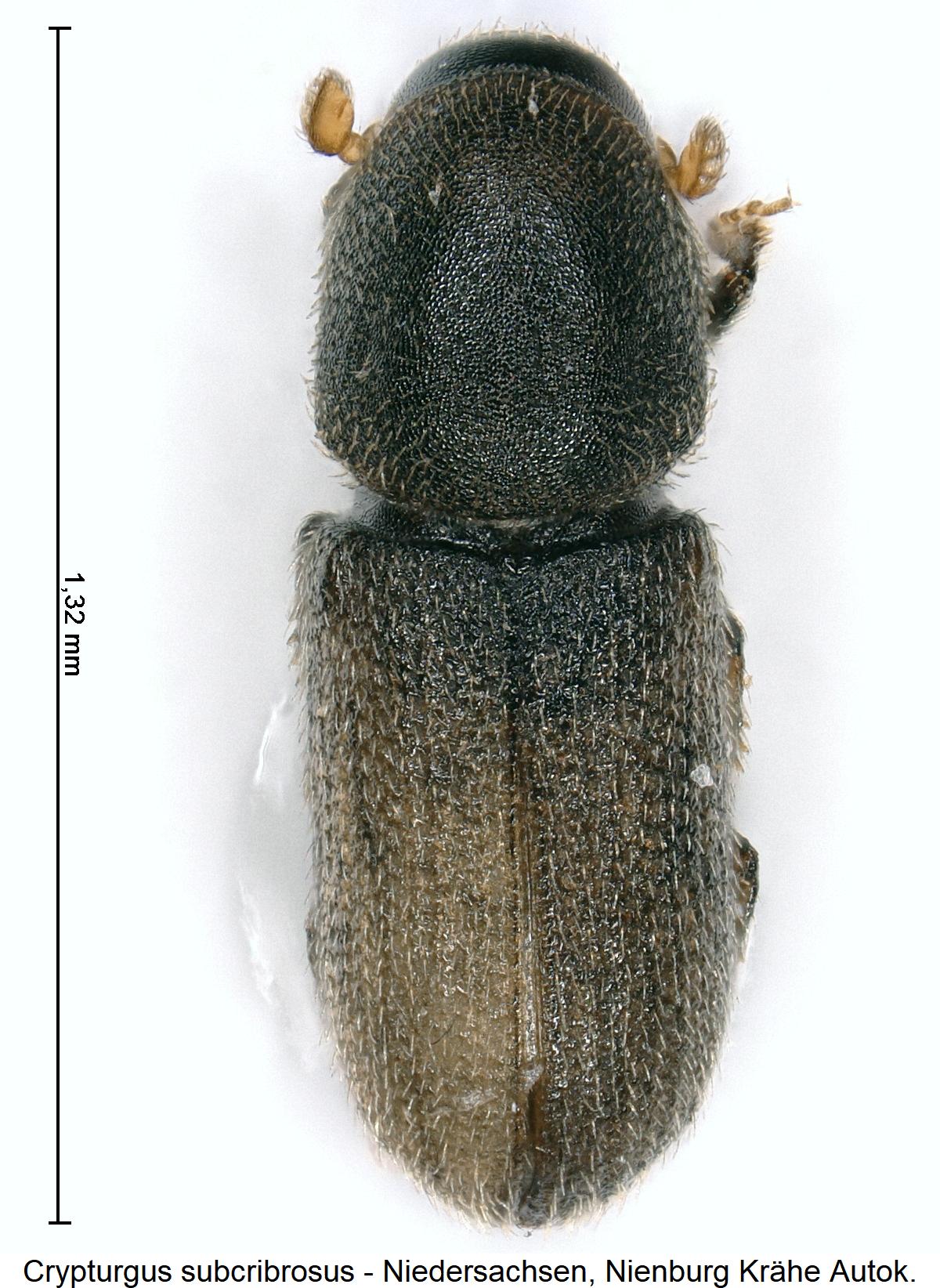 crypturgus_subcribrosus_hab3.jpg