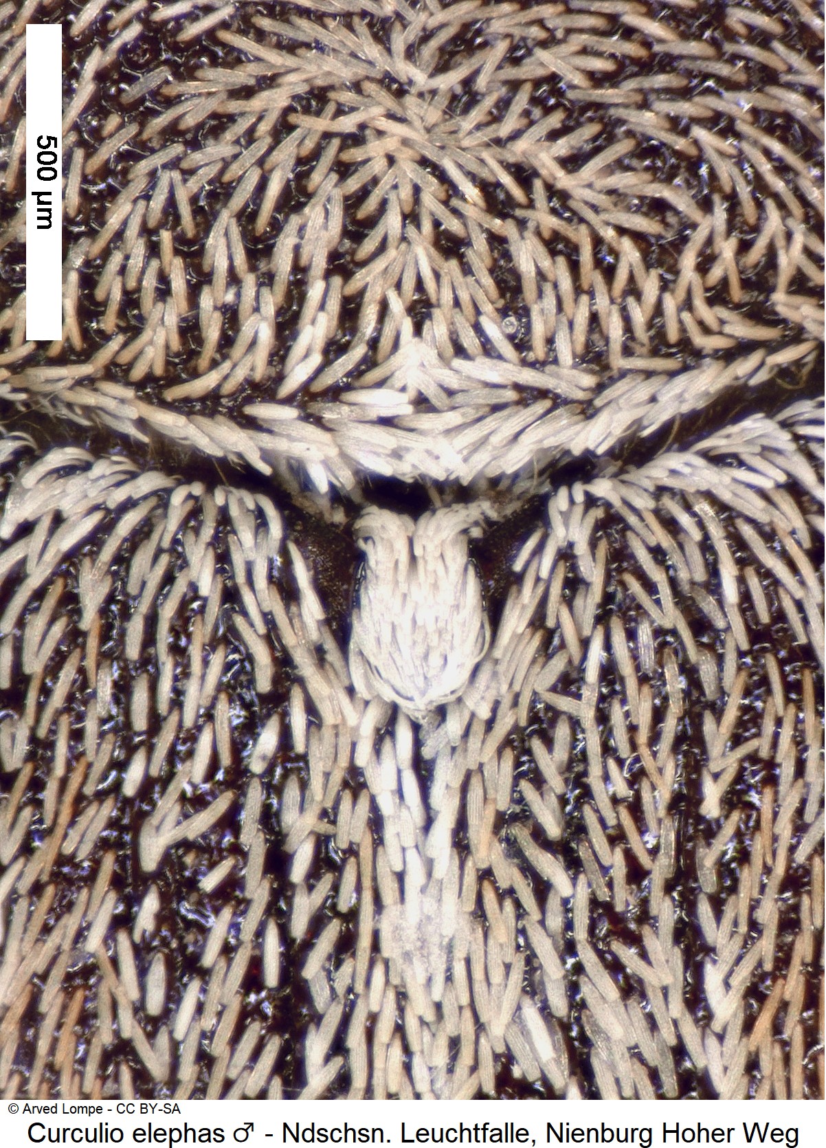 curculio_elephas_m_ck33393425_scut.jpg