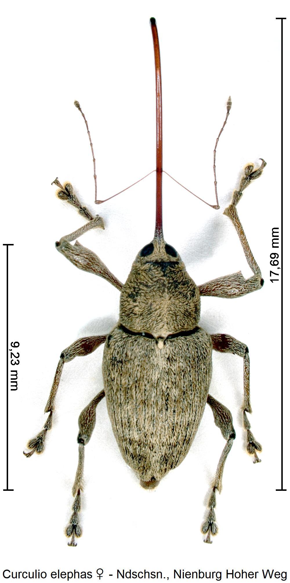 curculio_elephas_w_hab.jpg