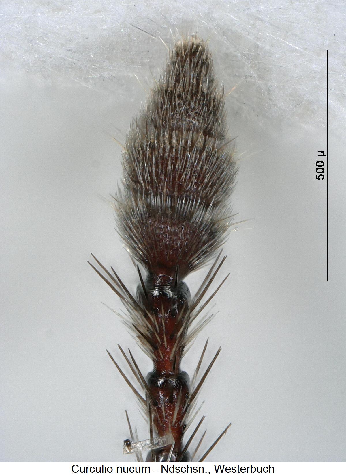 curculio_nucum_f.jpg