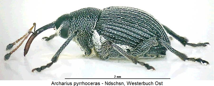 curculio_pyrrhoceras_sa.jpg