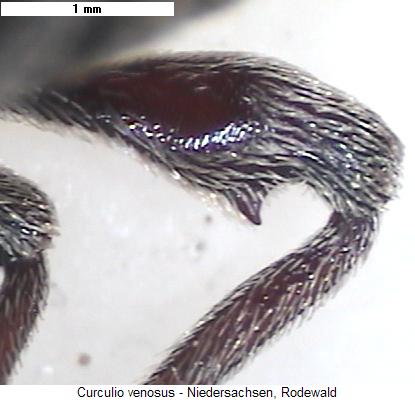 curculio_venosus_hb.jpg
