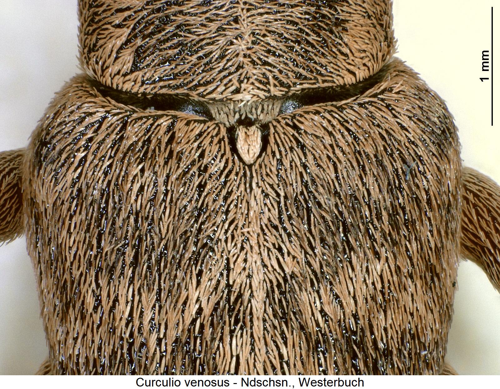 curculio_venosus_scut.jpg