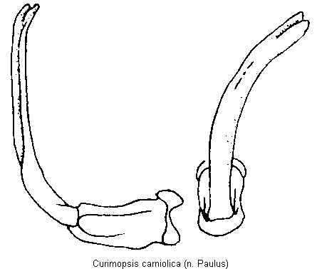 curimopsis_carniolica.gif