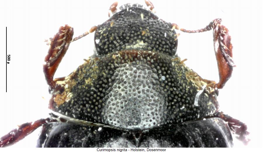 curimopsis_nigrita_hsch.jpg