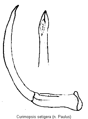 curimopsis_setigera.gif
