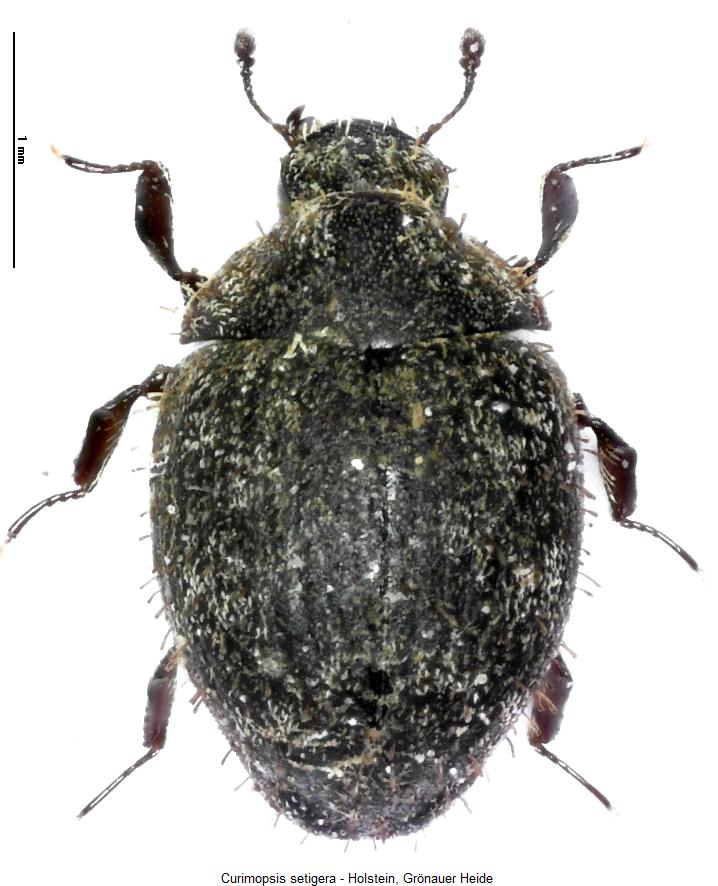 curimopsis_setigera_hab.jpg