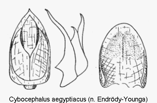 cybocephalus_aegyptiacus.gif