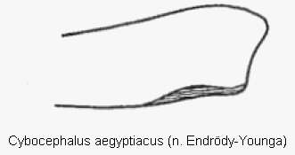 cybocephalus_aegyptiacus_vschn.gif