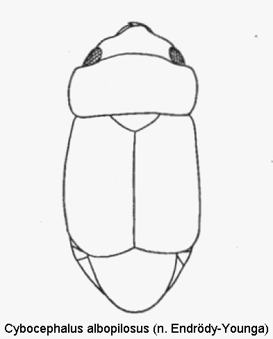 cybocephalus_albopilosus_hab.gif