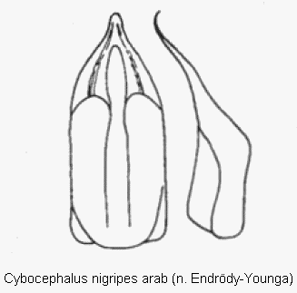 cybocephalus_arab.gif