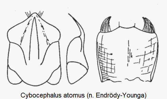 cybocephalus_atomus.gif