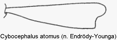 cybocephalus_atomus_vschn.gif