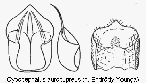 cybocephalus_aurocupreus.gif