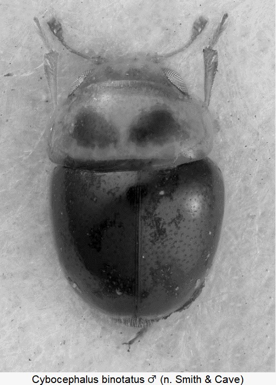 cybocephalus_binotatus_hab.jpg