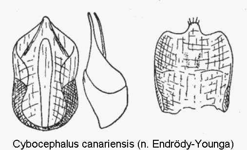 cybocephalus_canariensis.gif