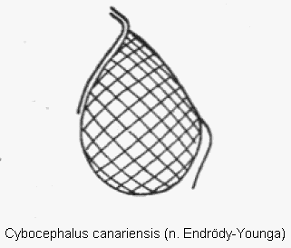 cybocephalus_canariensis_k.gif