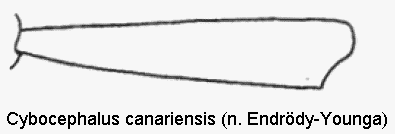 cybocephalus_canariensis_vschn.gif