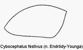 cybocephalus_festivus_fld.gif