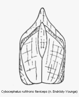cybocephalus_flaviceps.gif