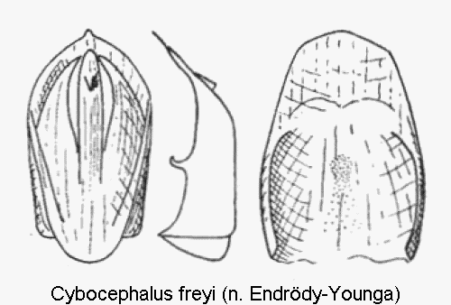 cybocephalus_freyi.gif