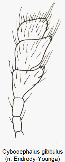 cybocephalus_gibbulus_f.gif